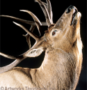 elk